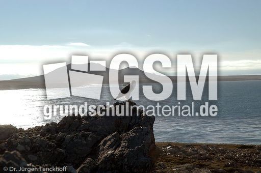 Rotrückenbussard (9 von 19).jpg